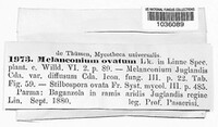 Melanconium ovatum image